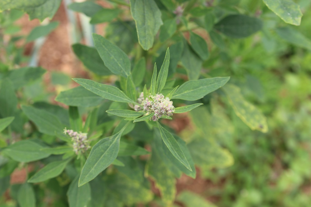Chenopodiastrum murale (L.) S.Fuentes, Uotila & Borsch